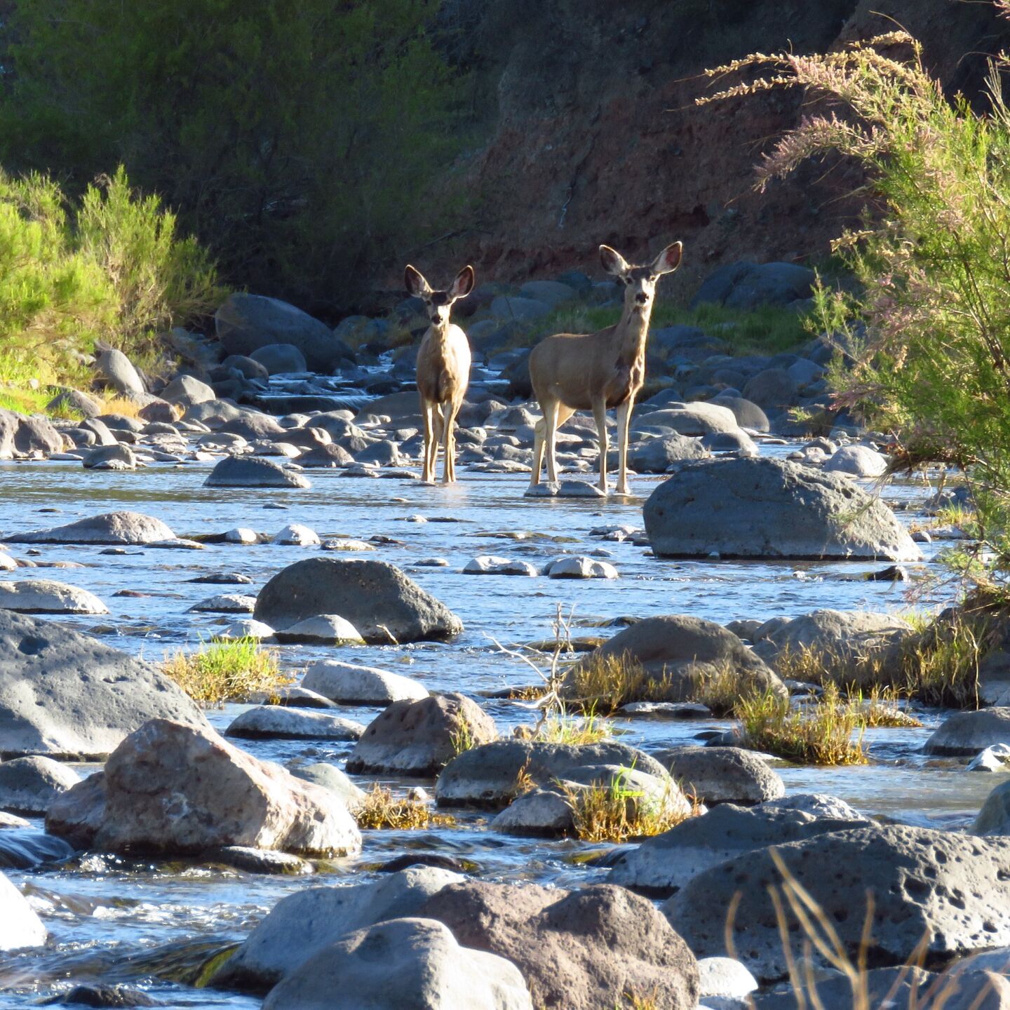Mule Deer at Spur Cross Ranch
